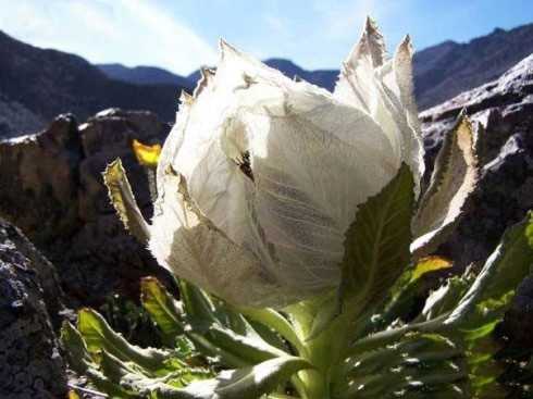 Ảnh đẹp: Hoa sen tuyết hiếm thấy tại Himalaya