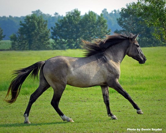 Những giống ngựa quý hiếm nhất thế giới