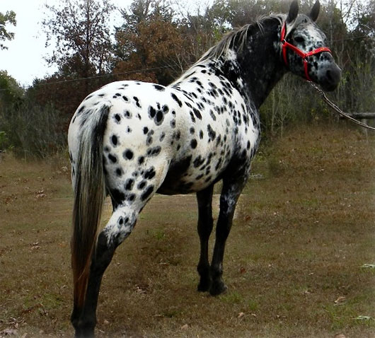 Những giống ngựa quý hiếm nhất thế giới